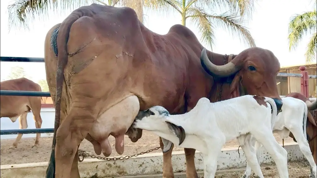 Sivan Cow Farming